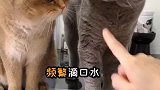 给猫咪刷牙太难了，还好小磨粒拯救了我～