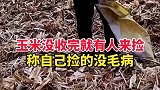 玉米没收完就有人来捡 你怎么看？