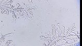 伤心眼泪放大，你知道有多美嘛