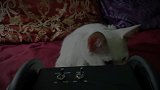 看这猫咪好奇的小样子，真是太萌了吧，你咋这么可爱呢