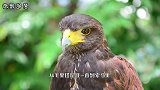 非洲发现“四不像”猛禽，每天走30千米，以毒蛇为食
