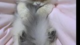 知道是自己尾巴的猫咪
