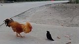 公鸡这是使用了什么功夫，如果我没猜错的话，应该是神龙摆尾！