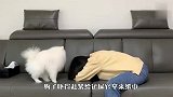 戏精主人故意装哭，看到博美的反应，要被暖哭了