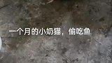 猫生第一次看见生鱼，心有鱼而力不足