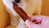 比熊性格温顺，不掉毛，没有体味，家庭伴侣犬的优先选择