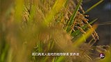 【黑龙江通河县】成立水稻合作社 小能人带领乡亲们共同致富