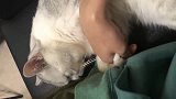 猫奴你的主子生气了，还不快点安慰！