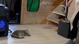 暗中观察高冷只是给人类看的吧！DJDJ!