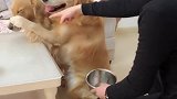 汪星人的老婆犯错，主人说它几句这货还不让啦！
