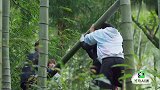 幸福三重奏：吴京跟于谦上山砍竹子，谢楠在一旁帮忙拍照！