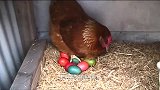 母鸡孵蛋，把蛋全部换成鹌鹑蛋，看看母鸡会是什么反应