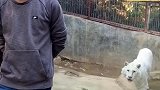 恶搞笼中白虎，装着没看到它，准备吓一下它！