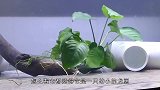 女子捉到一条“幼龙”，头顶上长着一双犄角，难道是“真龙”？