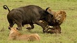 疯狂野牛挑衅三只雄狮，结果被雄狮瞬间扑倒，真是不自量力！