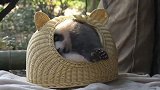 太挤啦！熊猫争抢小猫窝，谁都不肯服输！