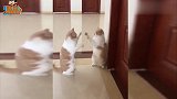 搞笑视频,小戏精上身,动物界的佛系武学