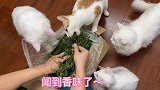 外卖小哥收养了十几只猫咪，喂干草就能养活，一个敢喂一个敢吃