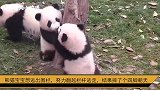 熊猫宝宝想逃出围栏，努力翻越栏杆逃走，结果摔了个四脚朝天