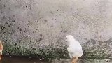 这只小鸡生来就不凡，走起路来傲气