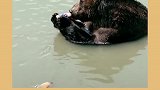 吨吨吨吨百事打钱