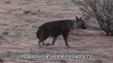 一只鬣狗外出觅食，不料中了狮子的圈套，一场生命赛跑拉开帷幕！