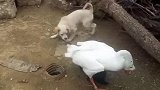 狗子：兄弟别怕，我来救你来了！