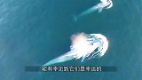 游客出海偶遇鲸鱼！能与它们亲密接触，简直难以置信！
