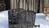 萌宠一家亲：柯基犬的性格特征？为什么深受大家喜欢？