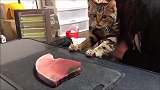 猫咪直勾勾望着鱼肉，竟然还不停地吞口水，场面十分滑稽