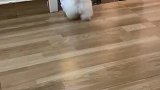 来呀！和我家的铲屎官一起沙雕