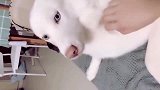 这是生着生着没墨水了吗？纯白色哈士奇