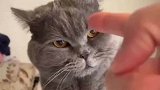 猫咪被主人训眼神傲娇，不服又不敢造反