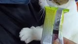 一只社恐的猫咪，大家都喜欢逗它玩，太可爱啦