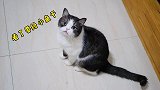 主人偷看猫咪上厕所，却被猫咪讹诈小鱼作补偿，现在的猫都成精了