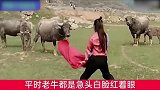 美女斗牛，牛只顾欣赏，不忍攻击