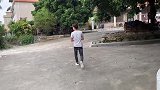 超萌的一只小狗，很可爱，不知道是什么品种的
