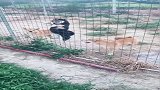 你们给我好好看，好好学