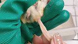 怎么给花枝鼠通心粉鼠洗澡呢？竟然... 爱宠来狂欢  萌宠出道计划  养宠进阶指南  仓鼠  花枝鼠