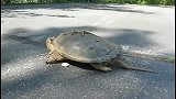 鳄龟竟然可以捕到松鼠作为猎物