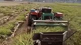 现在的农民不辛苦，收花生都有专门的机器，还是无人驾驶！