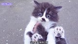 路上遇到流浪的小奶猫，先拐回家再说，小家伙真是又可爱又怂