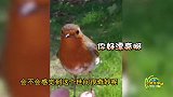 4岁儿子患脑肿瘤去世，知更鸟一个举动让扫墓母亲泪奔