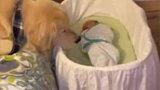大金毛照顾新生儿，暖暖的狗子