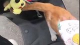 妹纸在路上骑电动车，直接被橘猫打劫,还跳到腿上要抱抱