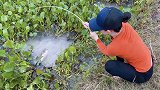 农村小姐姐钓鱼，钓竿是小竹竿，没想到钓这么多大鱼