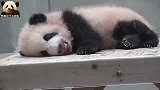 熊猫宝宝毛茸茸的睡得好香，尾巴上的一撮小黑毛亮了