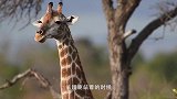长颈鹿身强体壮，有几层楼高，长腿巧妙躲过狮群
