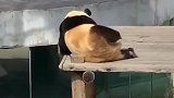 这个熊猫太会玩了！当看到它挠痒痒的一幕，笑坏了过往的游客！
