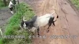 老牛被2条恶犬偷袭，顿时就怒了，牛-我顶你个肺啊！